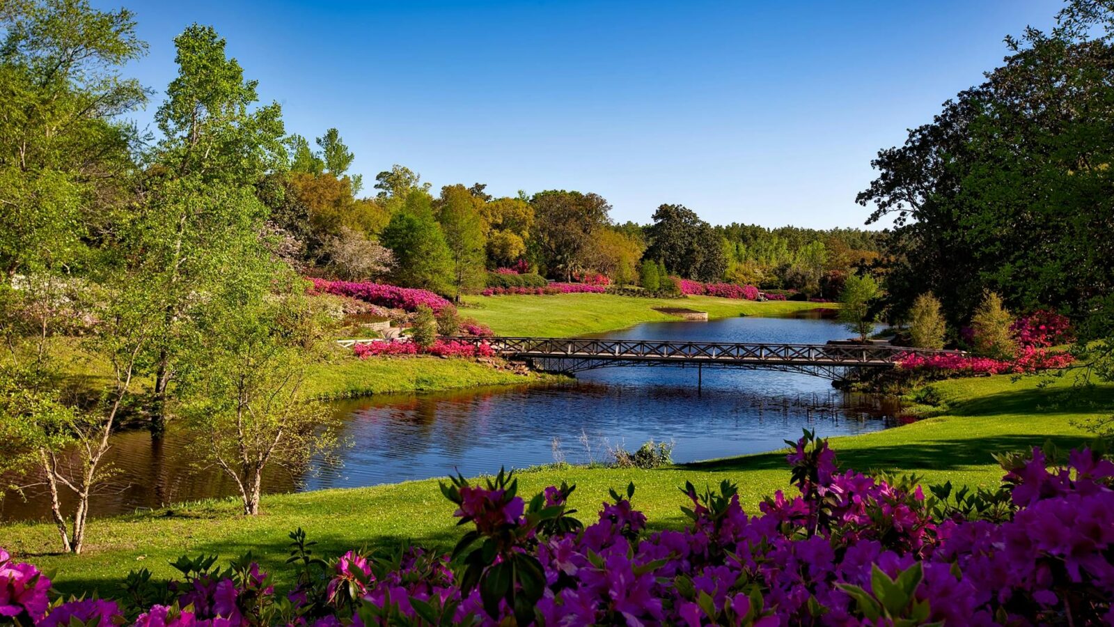 green leafed tree beside body of water during daytime